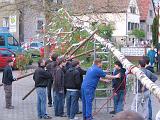Maibaum 172